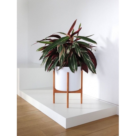 Schaufenstersockel, schwarz, matt, 45 x 45 x 10 cm (LxBxH) Schaufenstersockel, schwarz, matt, 45 x 45 x 10 cm (LxBxH)
